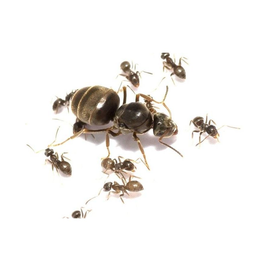 Lasius niger 20+ zwarte wegmieren kolonie