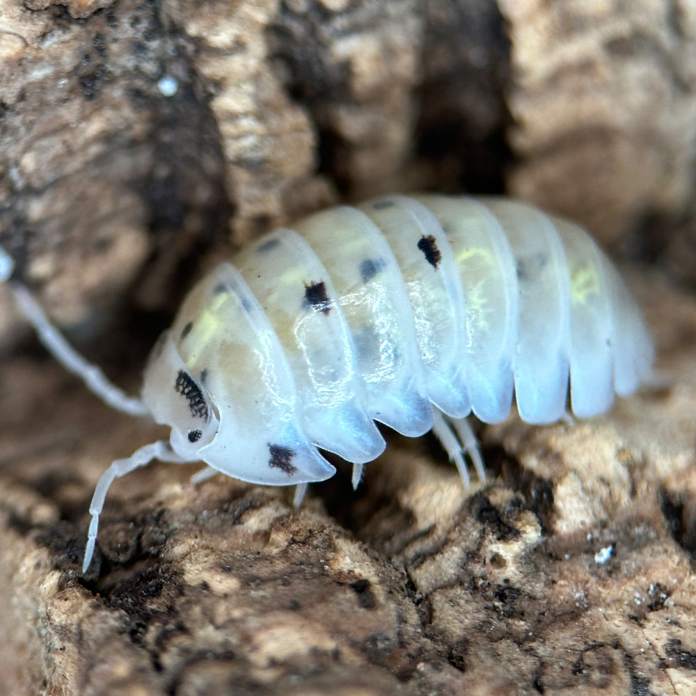 Assel Armadillidium Vulgare "Magic Potion"