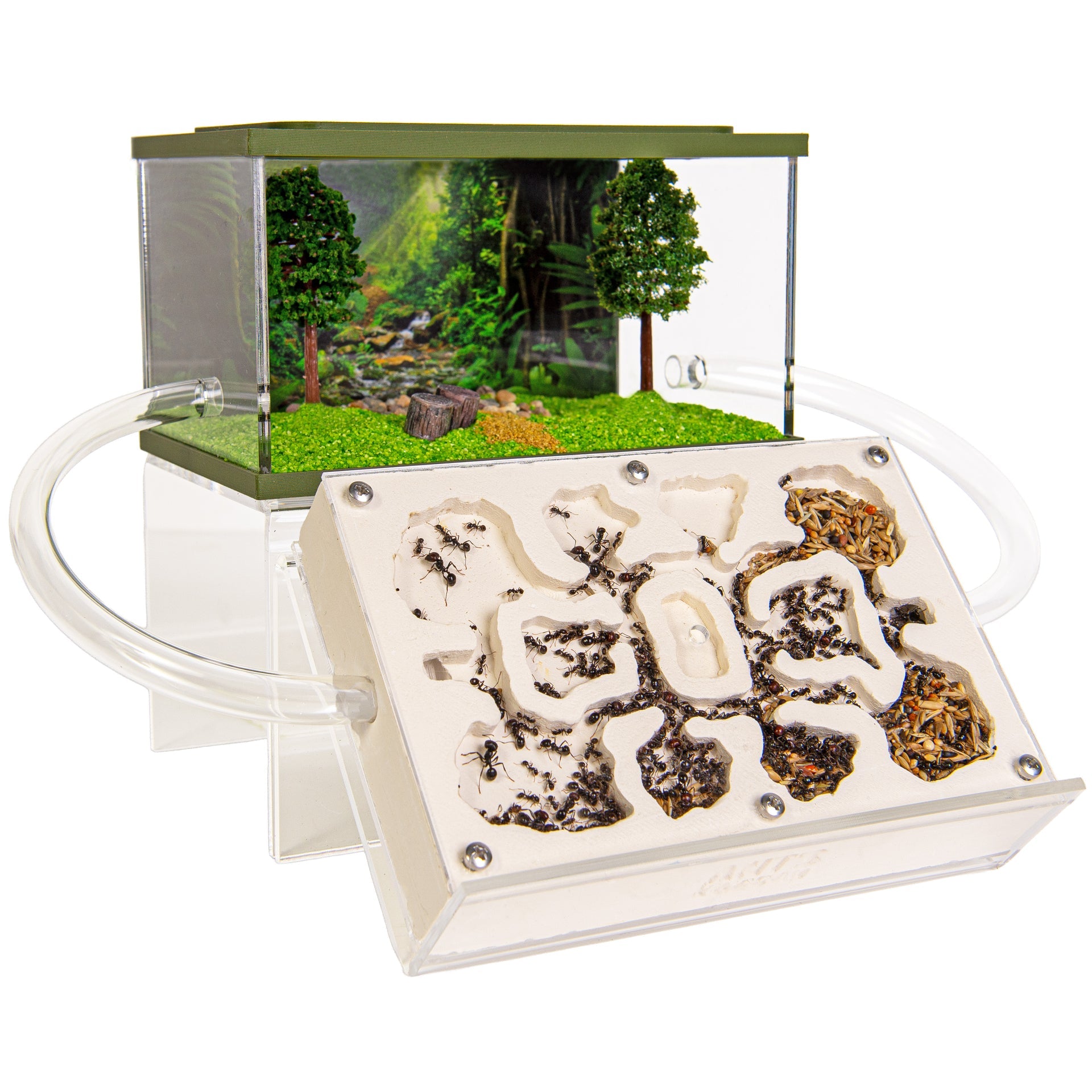 Mierenboerderij Cadeaubon