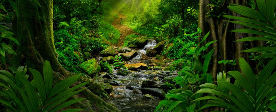 Backdrop Forest