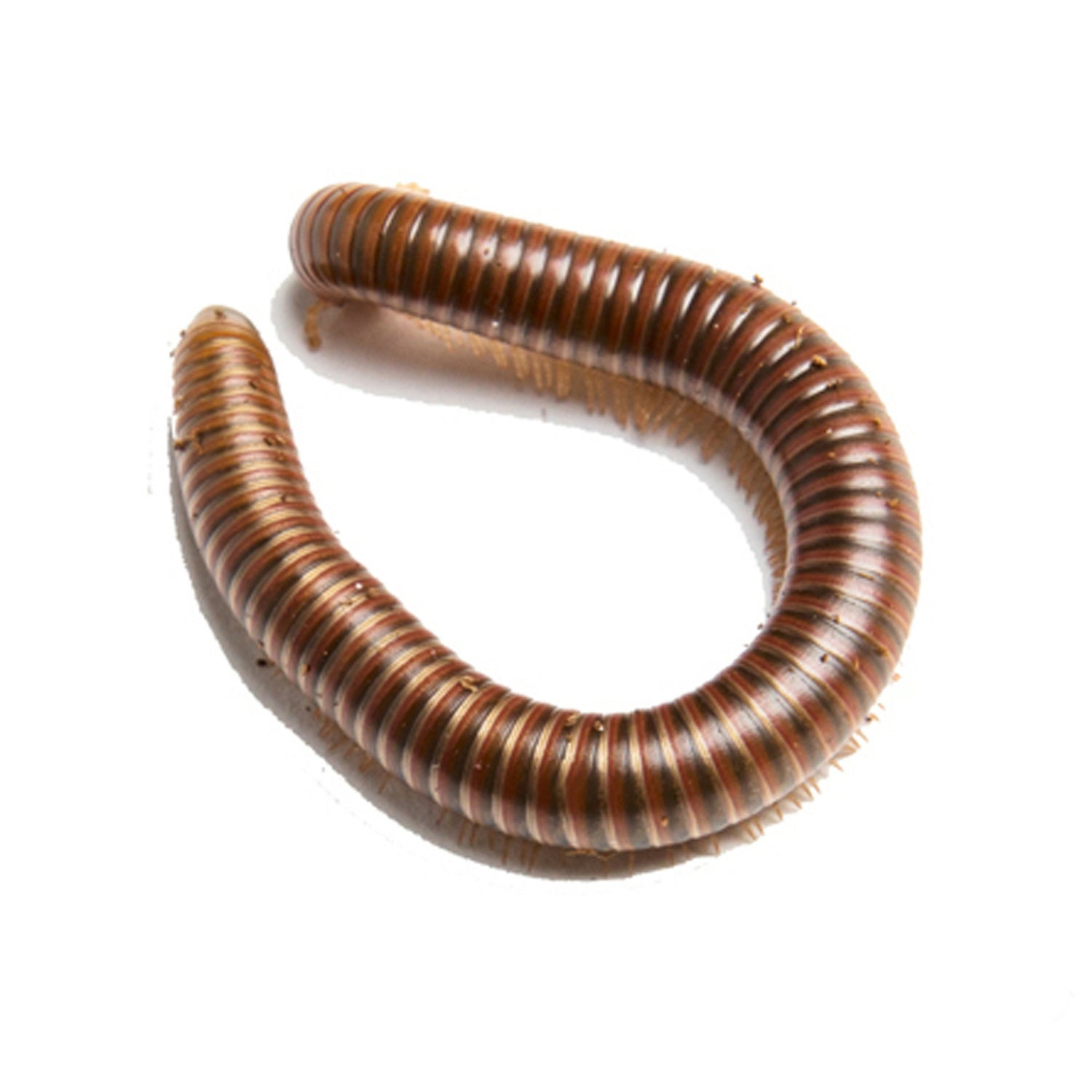 Gestreifte Tausendfüßer (Spirostreptus sp.)