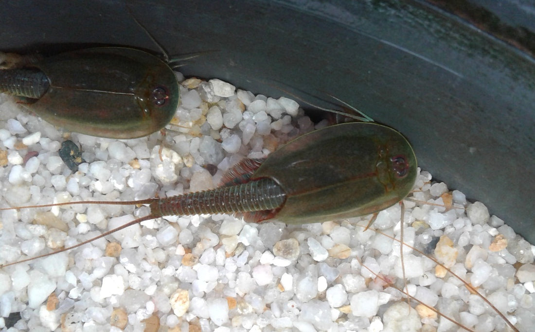Triops Australiensis Eierkapsel