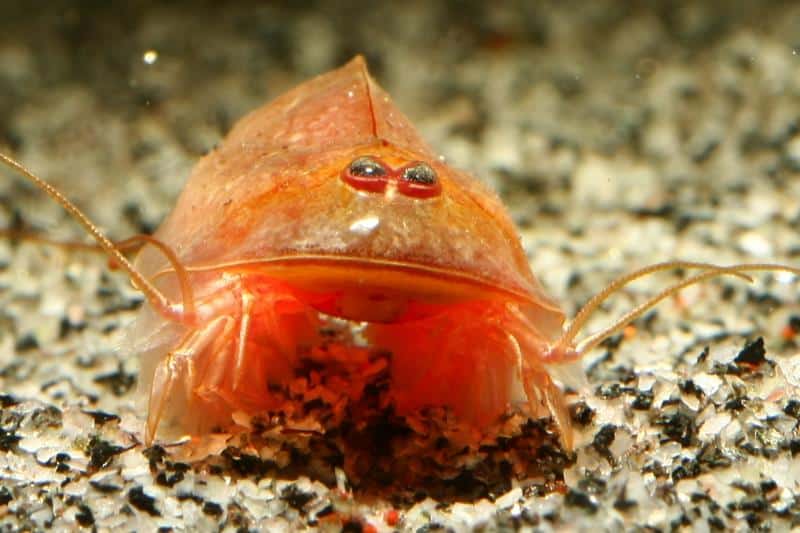 Triops Cancriformis Beni Kabuto Eierkapsel