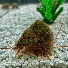 Triops Newberryi Eikapsel