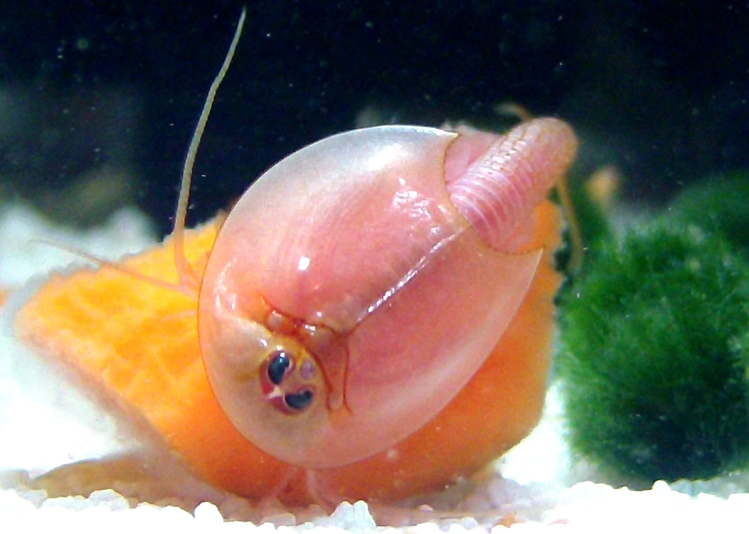 Triops Longicaudatus Albino Eierkapsel