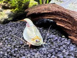 Triops Longicaudatus Eierkapsel