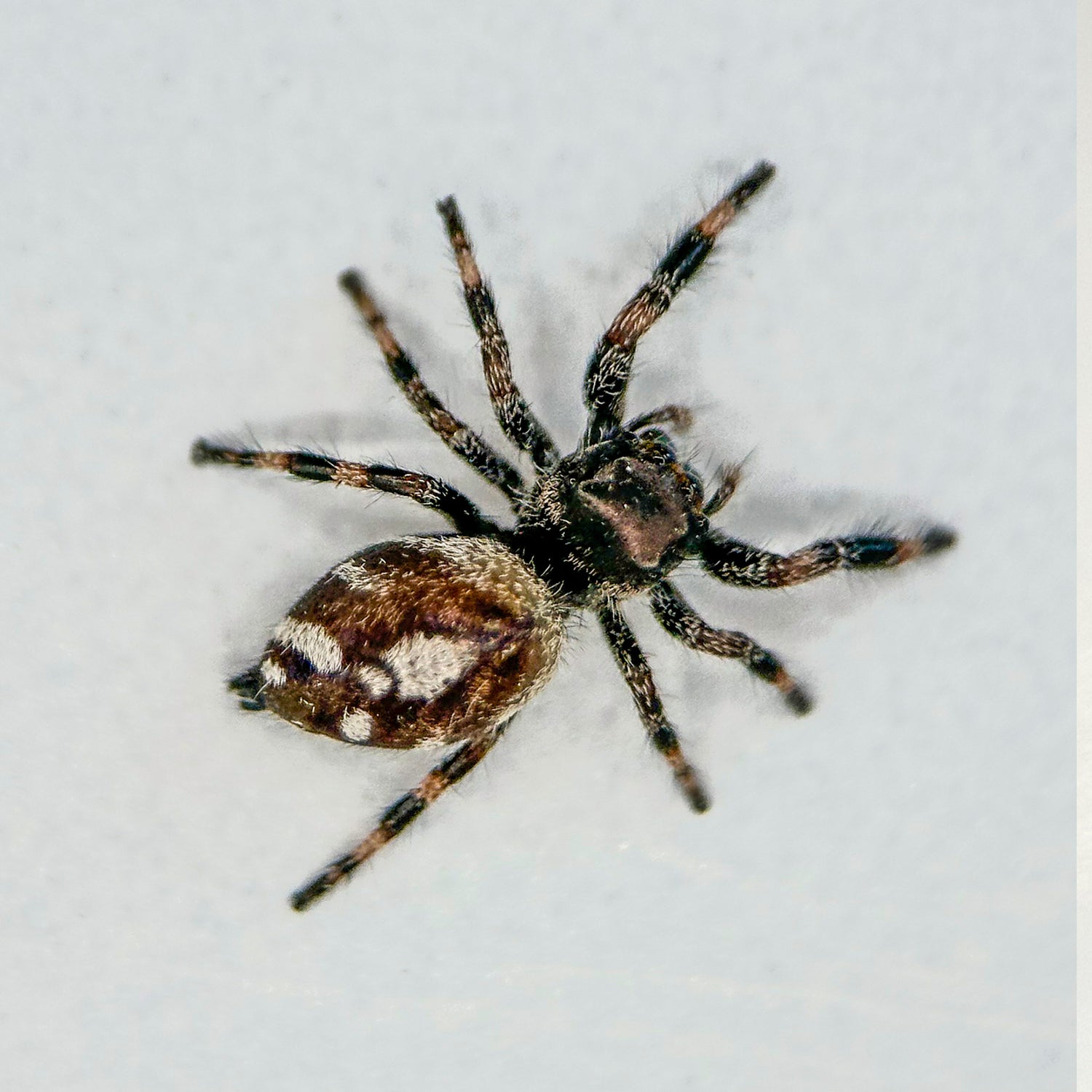 Springspinne - Phidippus regius „White“ Bahama