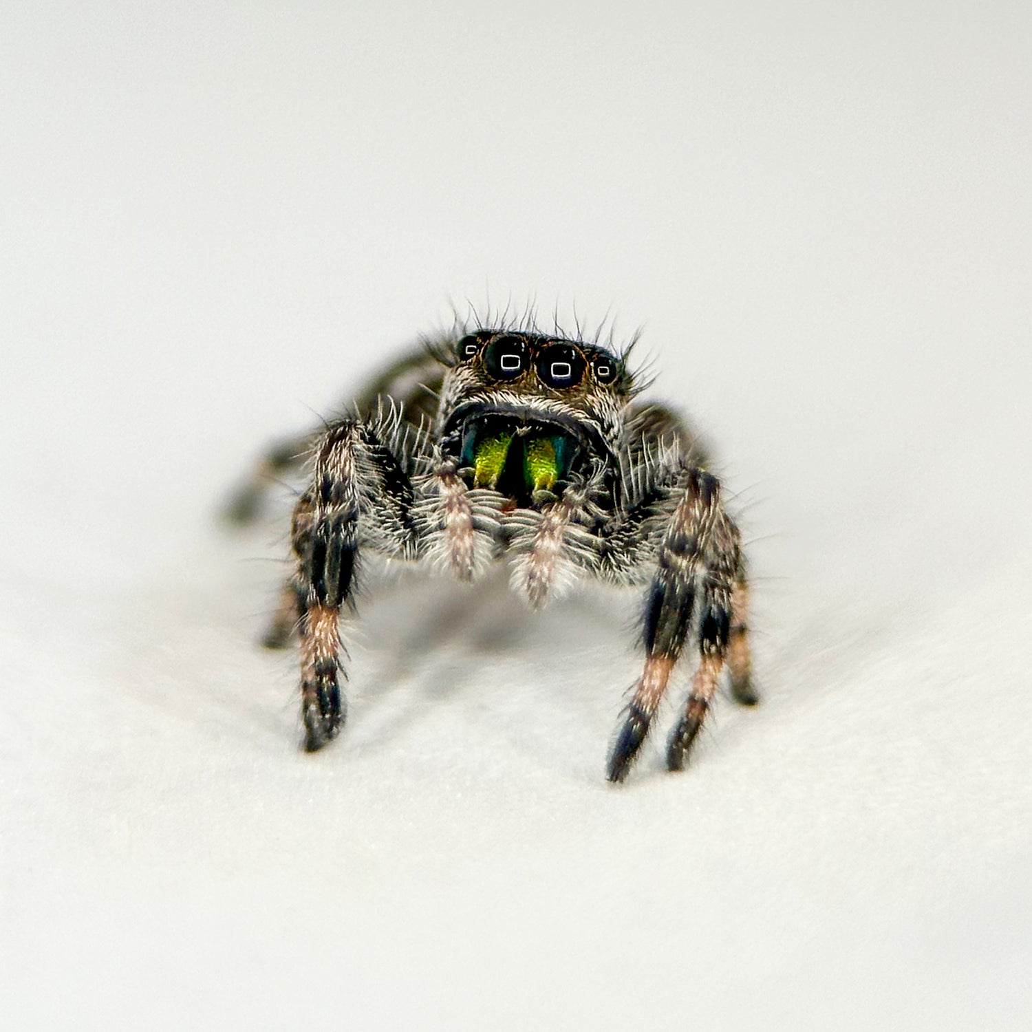 Springspinne - Phidippus regius „White“ Bahama