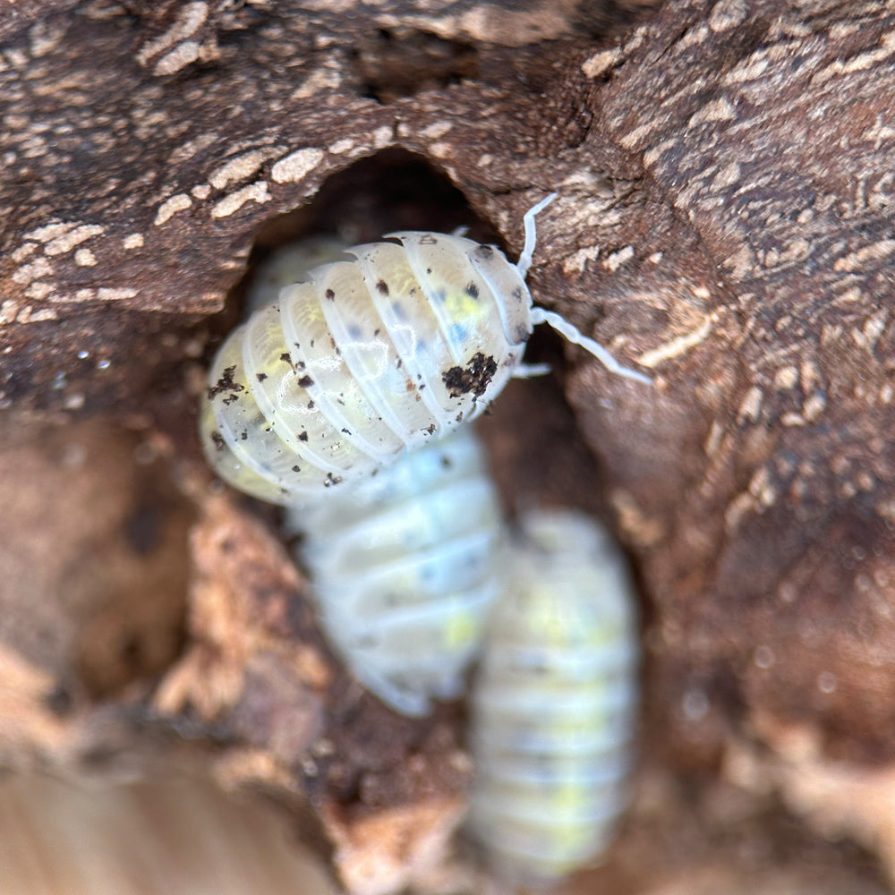 Assel Armadillidium Vulgare "Magic Potion"