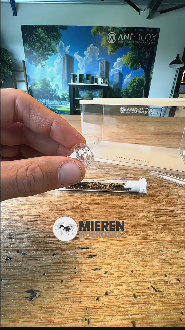 Ant-Blox - Reagenzglas-Verbindungsstück transparent